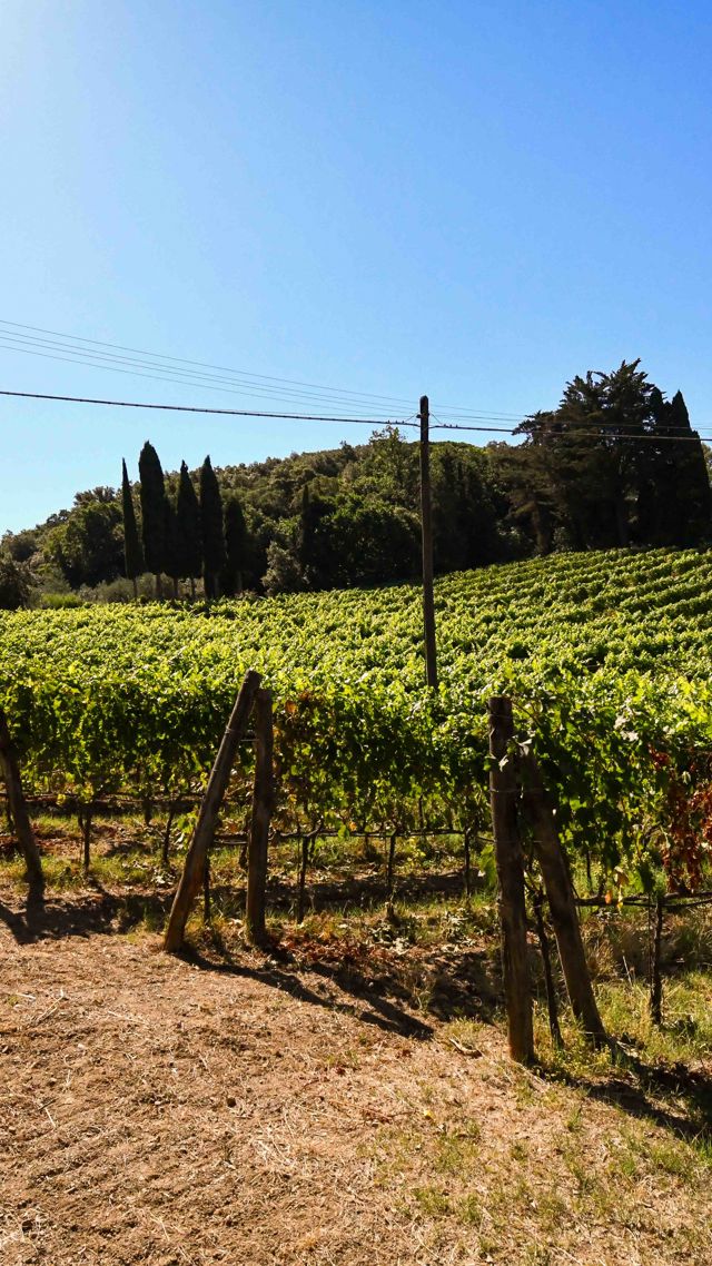 Podere Il Castellaccio