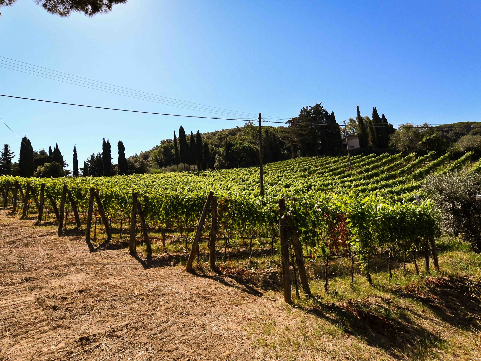 Podere Il Castellaccio