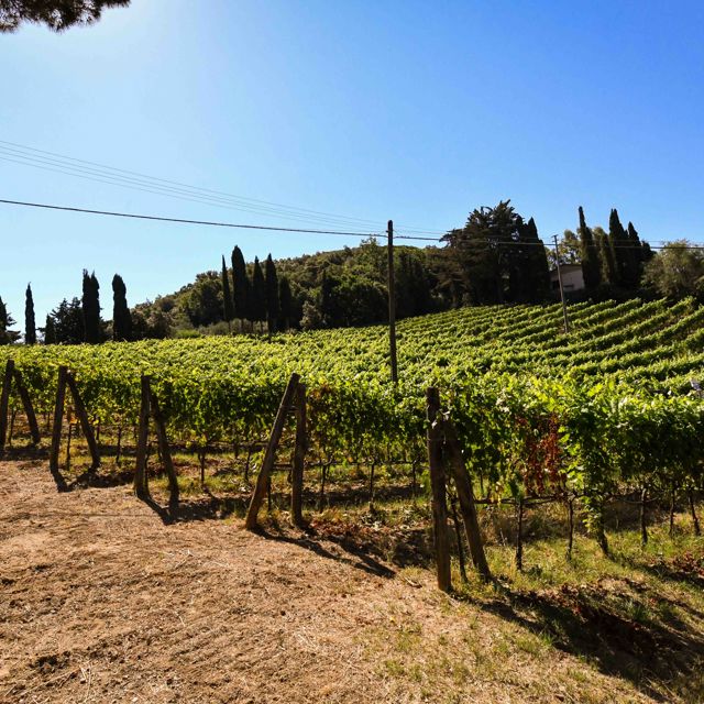Podere Il Castellaccio