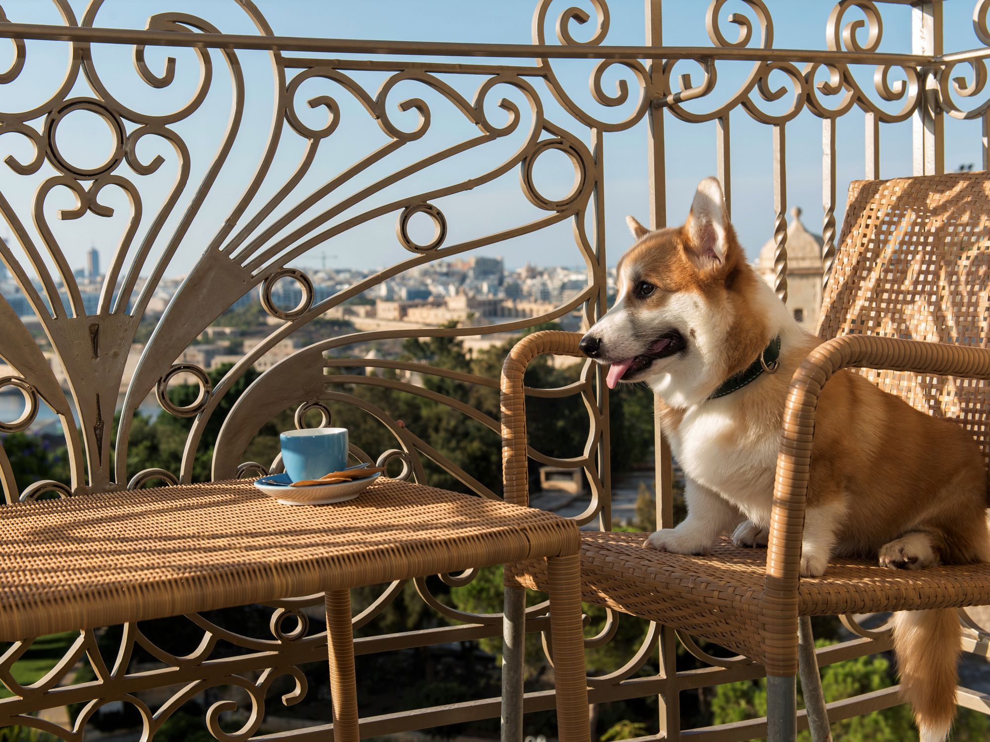 Pets at The Phoenicia Malta