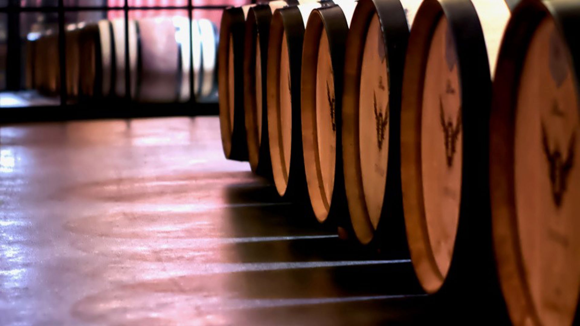 local wine tasting - markus divinus